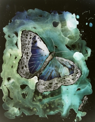butterfly art print