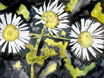 heath aster flower aceo watercolor painting