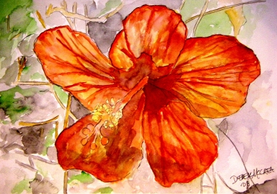 hibiscus flower